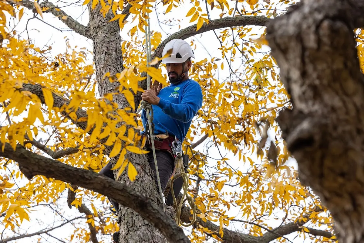 Skilled Storm Damage Cleanup crew working in Royston
